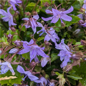 Campanula Poscharskyana 'E. K. Toogood'